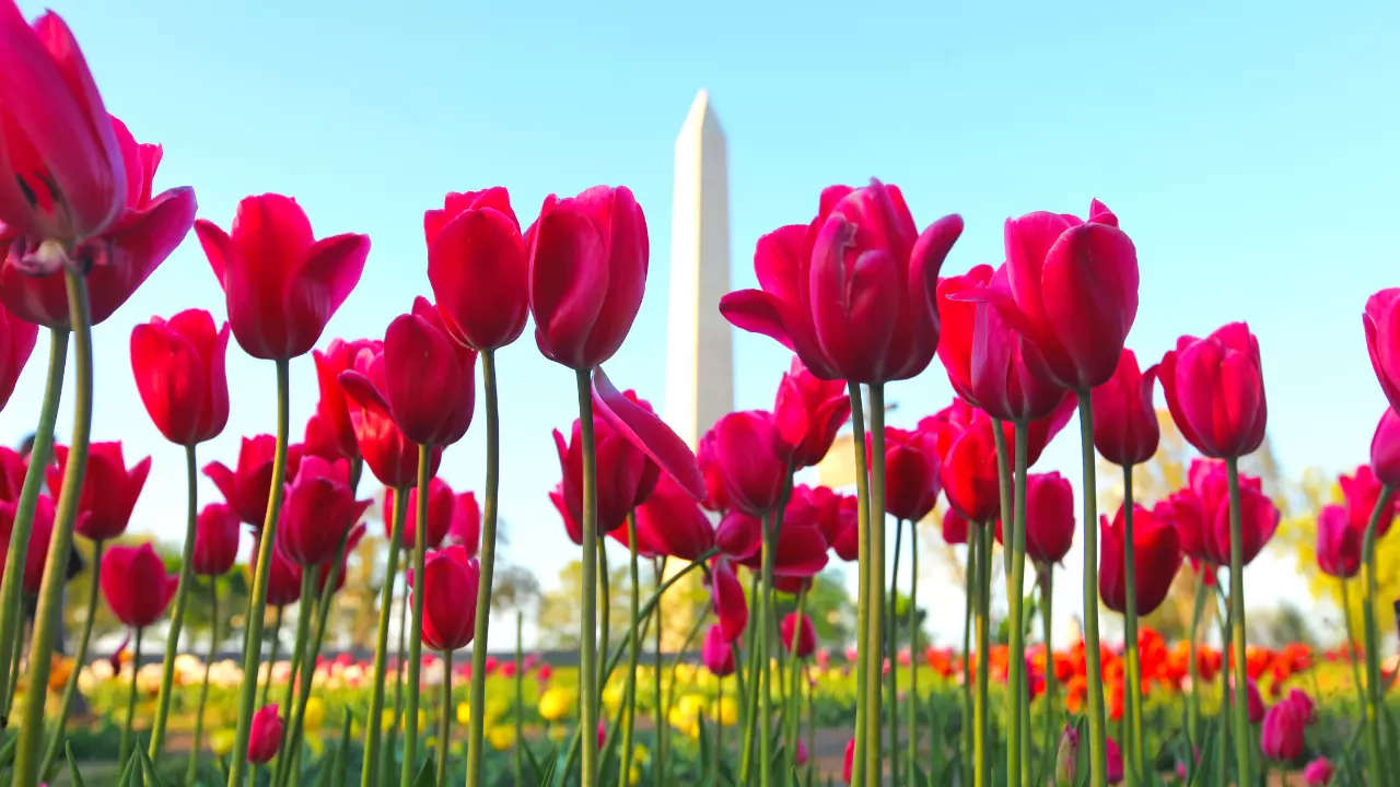 Exploring DC - Washington DC Travel Tips
